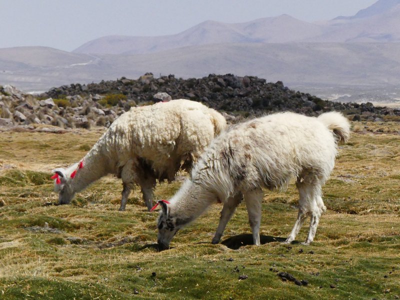 Día del Medio Ambiente: Saberes para restaurar la tierra